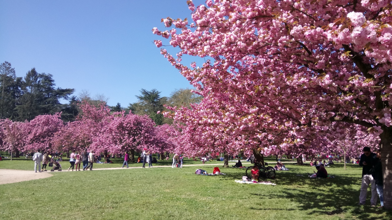 パリ近郊の桜の名所 ソー公園と春のパリ植物園 Fondation De Coubertin 17年4月 ソー オー ド セーヌ フランス の旅行記 ブログ By Ippuniさん フォートラベル