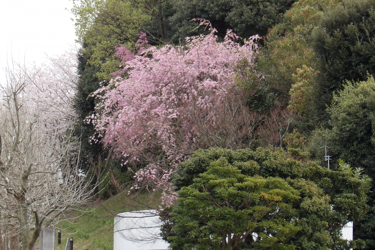 明治学院大正門の紅枝垂れ桜 戸塚 いずみ野 港南台 神奈川県 の旅行記 ブログ By ドクターキムルさん フォートラベル 明治学院大正門の紅枝垂れ桜 戸塚 いずみ野 港南台 神奈川県 の旅行記 ブログ By ドクターキムルさん フォートラベル
