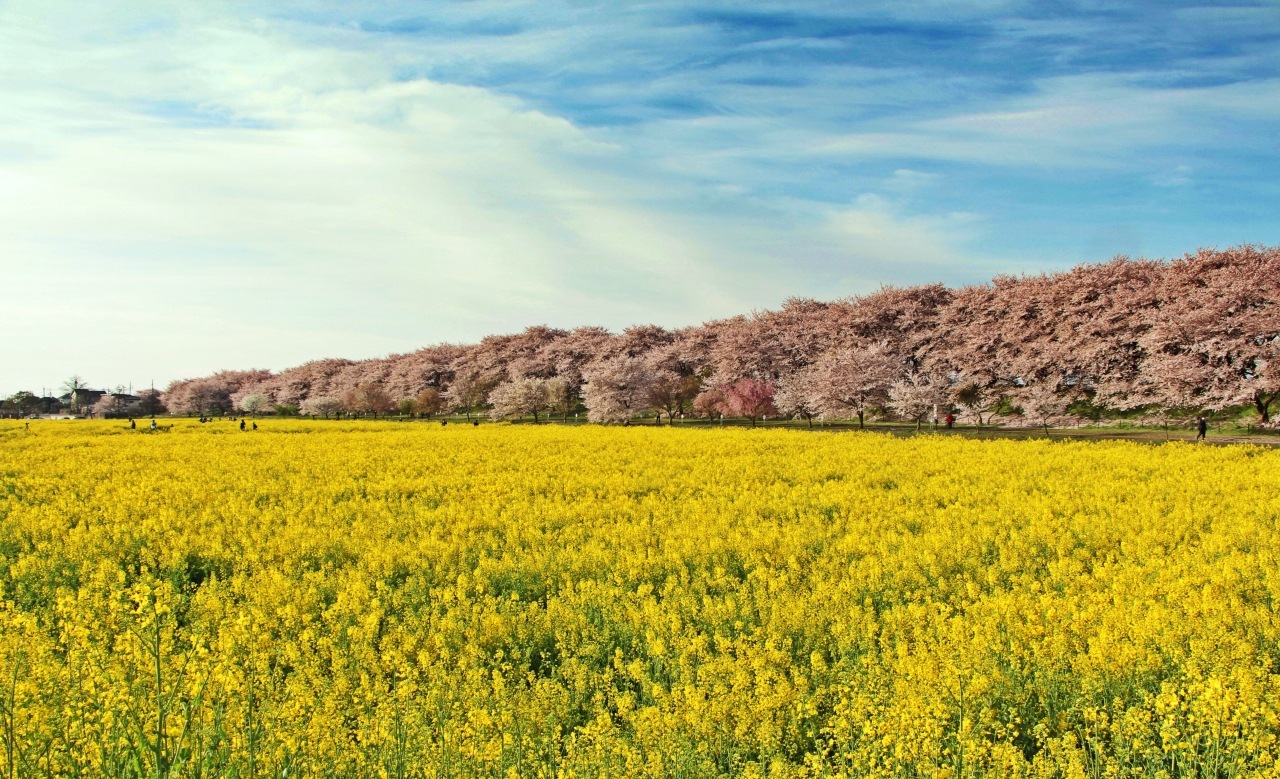 春霞に漂い 朱鷺色に輝く 幸手 権現堂桜堤 幸手 久喜 栗橋 埼玉県 の旅行記 ブログ By ウェンディさん フォートラベル