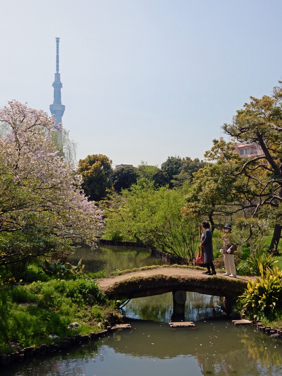 桜舞い散る向島百花園 東京の旅行記 ブログ By サニーライフ平井さん フォートラベル