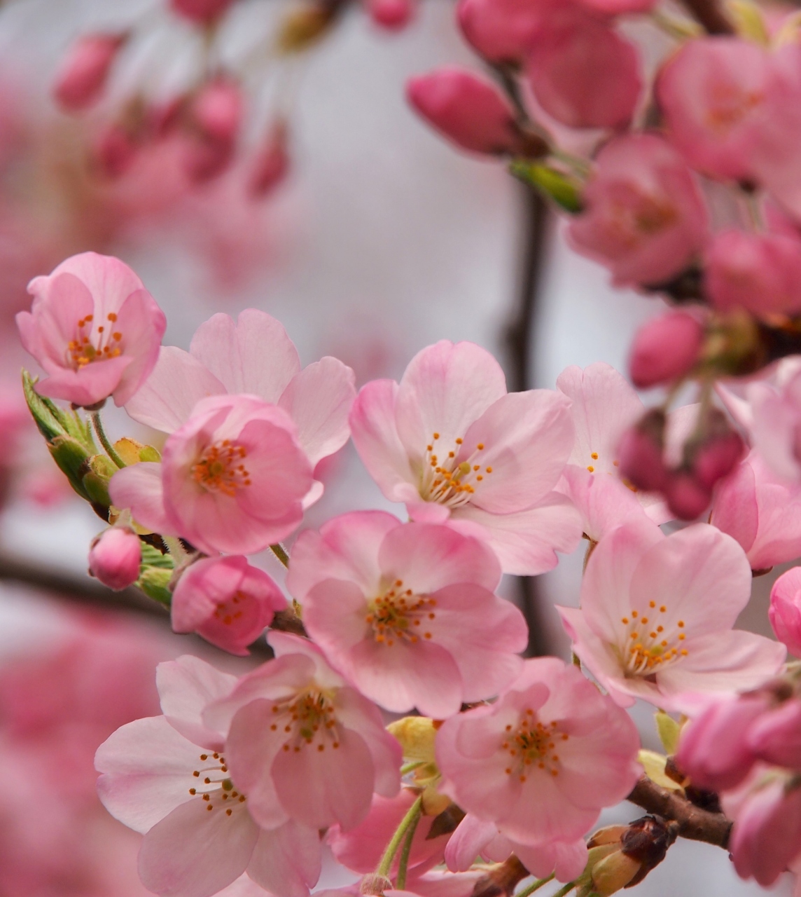 ご近所の桜 錦町公園のコヒガンザクラ 仙台 宮城県 の旅行記 ブログ By こあひるさん フォートラベル