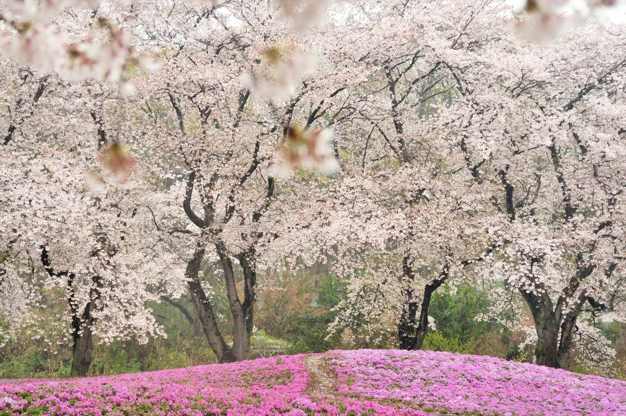 咲いた 咲いた 桜が咲いた ﾟ ﾟ 咲いた桜を追いかけてーその１ 春雨にけむる芝桜と桜の競演です 群馬 館林市 東武トレジャーガーデン 館林 群馬県 の旅行記 ブログ By Tamayuraさん フォートラベル