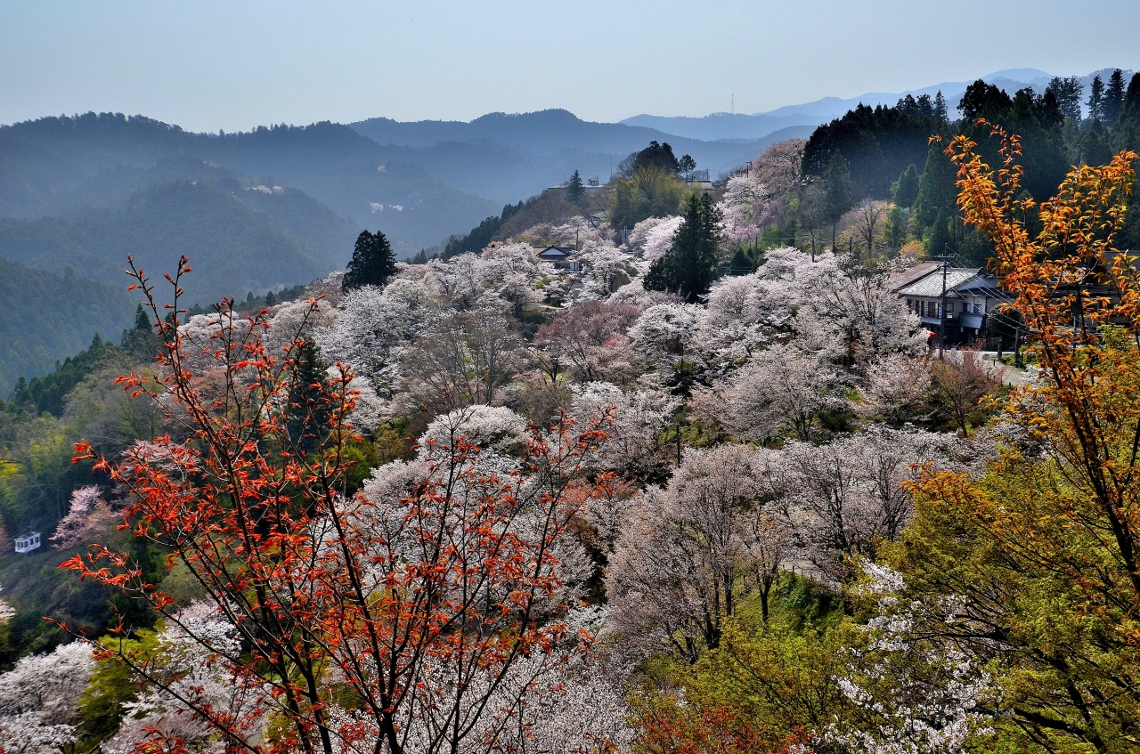 芳葩爛漫 吉野山逍遥 下千本 吉野 奈良県 の旅行記 ブログ By Montsaintmichelさん フォートラベル