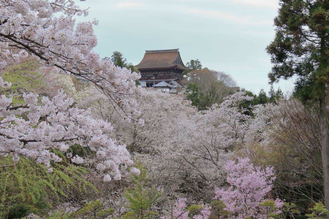 桜花爛漫 吉野山の一目千本と本郷の瀧桜を楽しみに 吉野 奈良県 の旅行記 ブログ By モリモリさん フォートラベル
