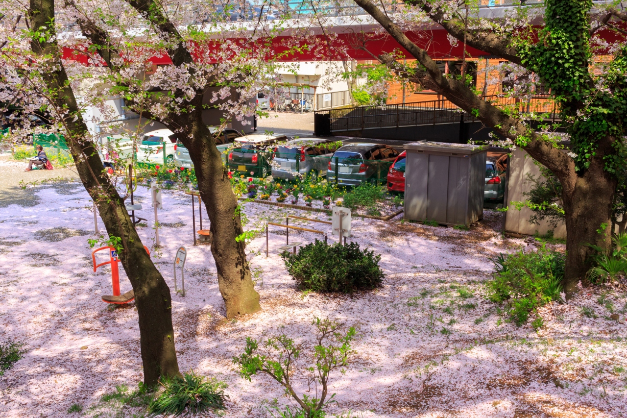 儚い桜を愛でる春の桜散歩 大和千本桜 大和 神奈川県 の旅行記 ブログ By ひろさん フォートラベル