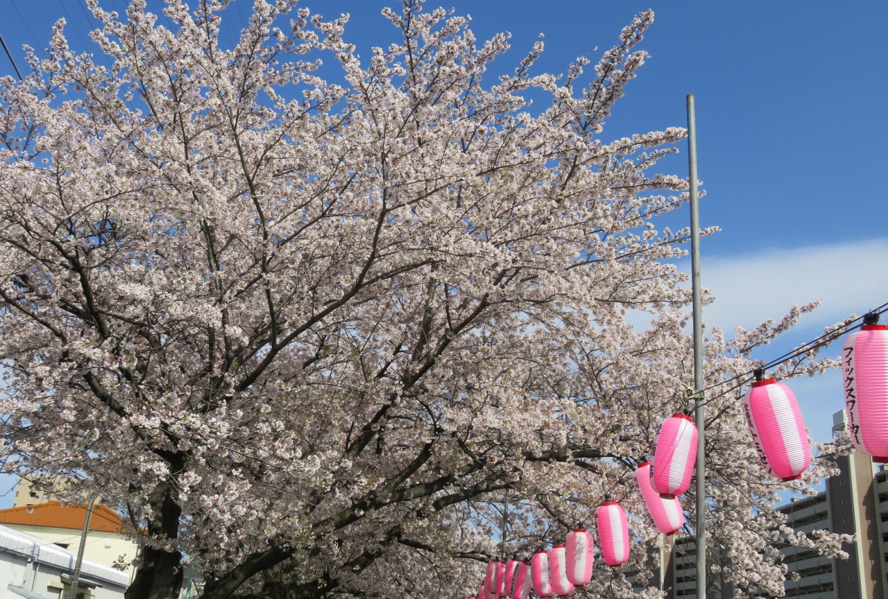 17春 天白川の桜と草花 2 5 染井吉野 雪洞 雪柳 蒲公英 連翹 木瓜 八手の実 蔓日日草 オキザリス 天白 笠寺 愛知県 の旅行記 ブログ By 旅人のくまさんさん フォートラベル 17春 天白川の桜と草花 2 5 染井吉野 雪洞 雪柳 蒲公英 連翹 木瓜 八手の実 蔓日日草 オキザリス 天白 笠寺 愛知県 の旅行記 ブログ By 旅人のくまさんさん フォートラベル