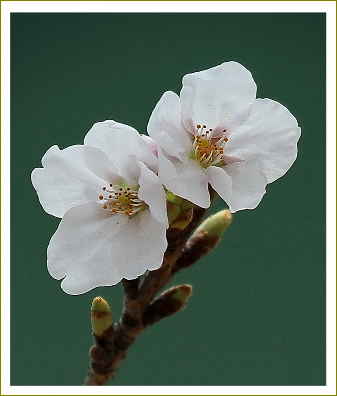 Solitary Journey 11 春色満開 桜を愛でながらウォーキング 太田川沿いの桜並木 比治山公園の桜 呉音戸の桜 広島市中区 広島市 広島県 の旅行記 ブログ By Mechagodzilla 703さん フォートラベル