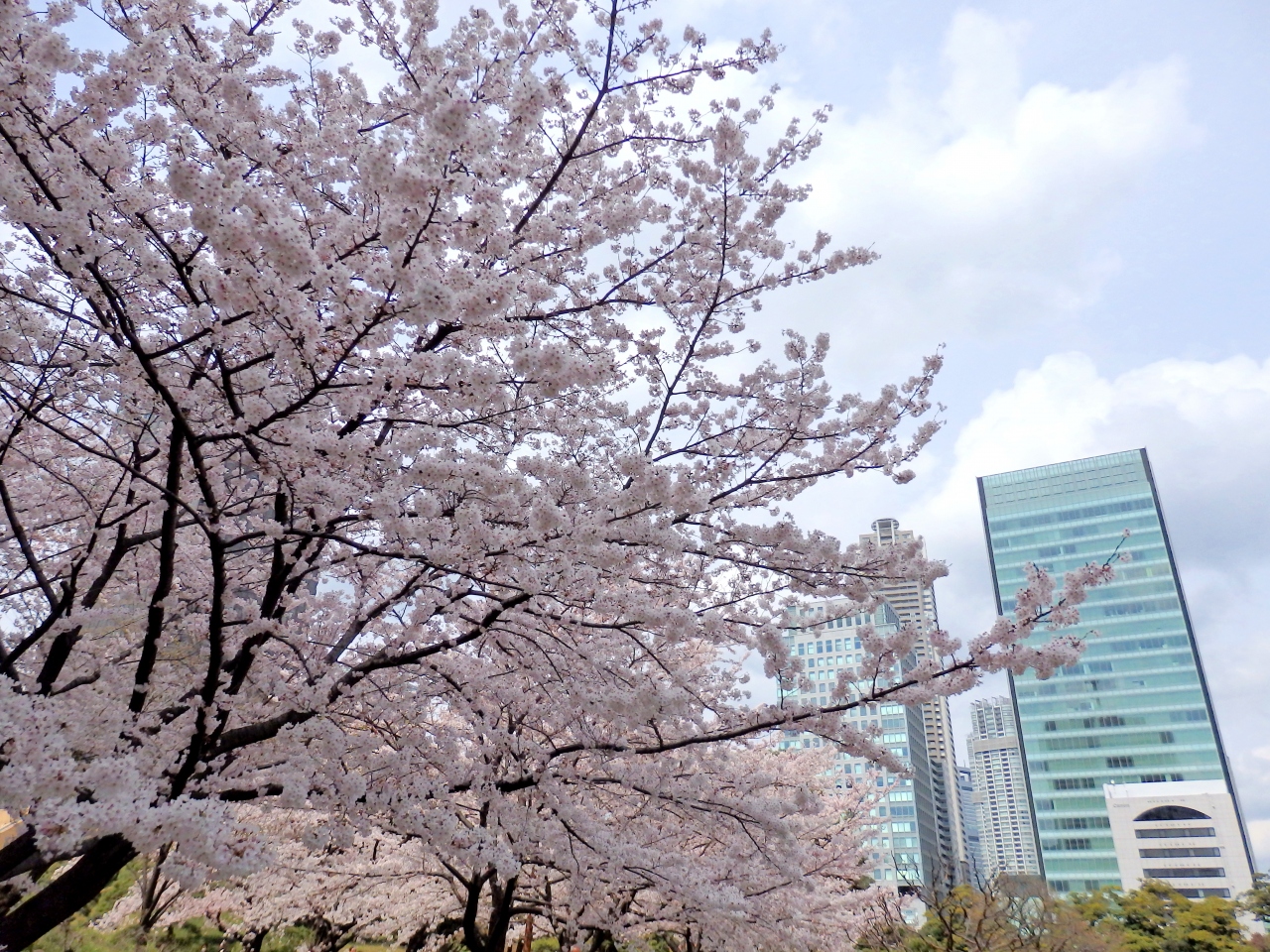 ビルの谷間でちょこっとお花見 旧芝離宮恩賜庭園 浜松町 竹芝 東京 の旅行記 ブログ By まーやんさん フォートラベル