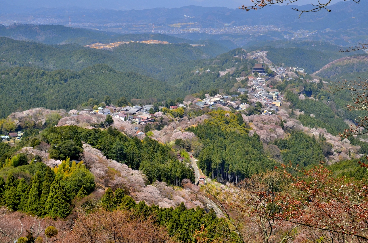 芳葩爛漫 吉野山逍遥 上千本 吉野 奈良県 の旅行記 ブログ By Montsaintmichelさん フォートラベル