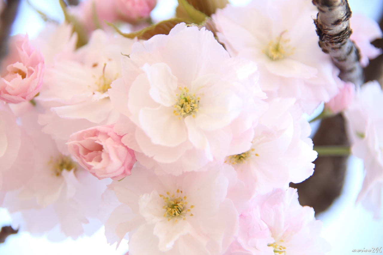 新宿御苑の桜ウォッチング 桜吹雪と八重桜を楽しむ 新宿 東京 の旅行記 ブログ By Morino296さん フォートラベル