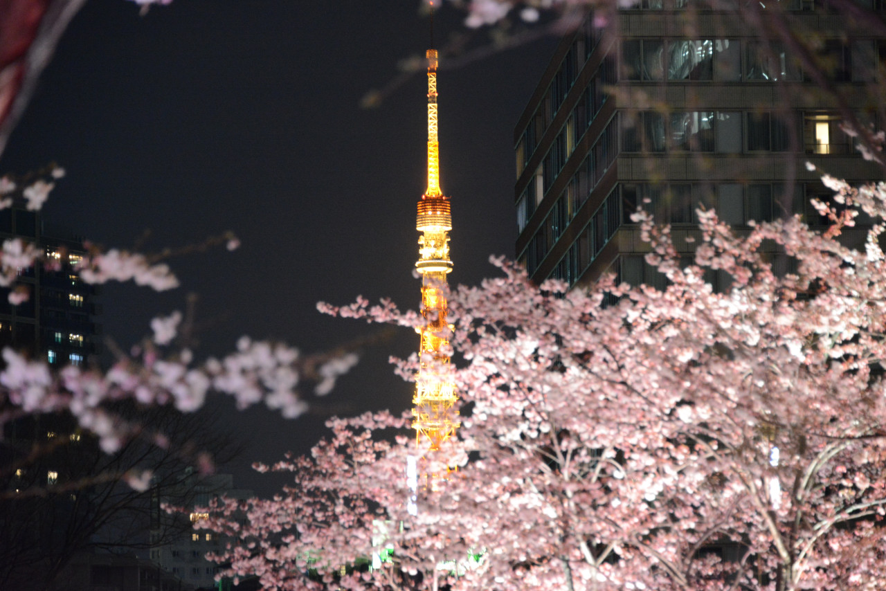 東京の花見 その５ 浜離宮恩賜公園 東京タワー 東京ミッドタウン 東京の旅行記 ブログ By Punchmsさん フォートラベル