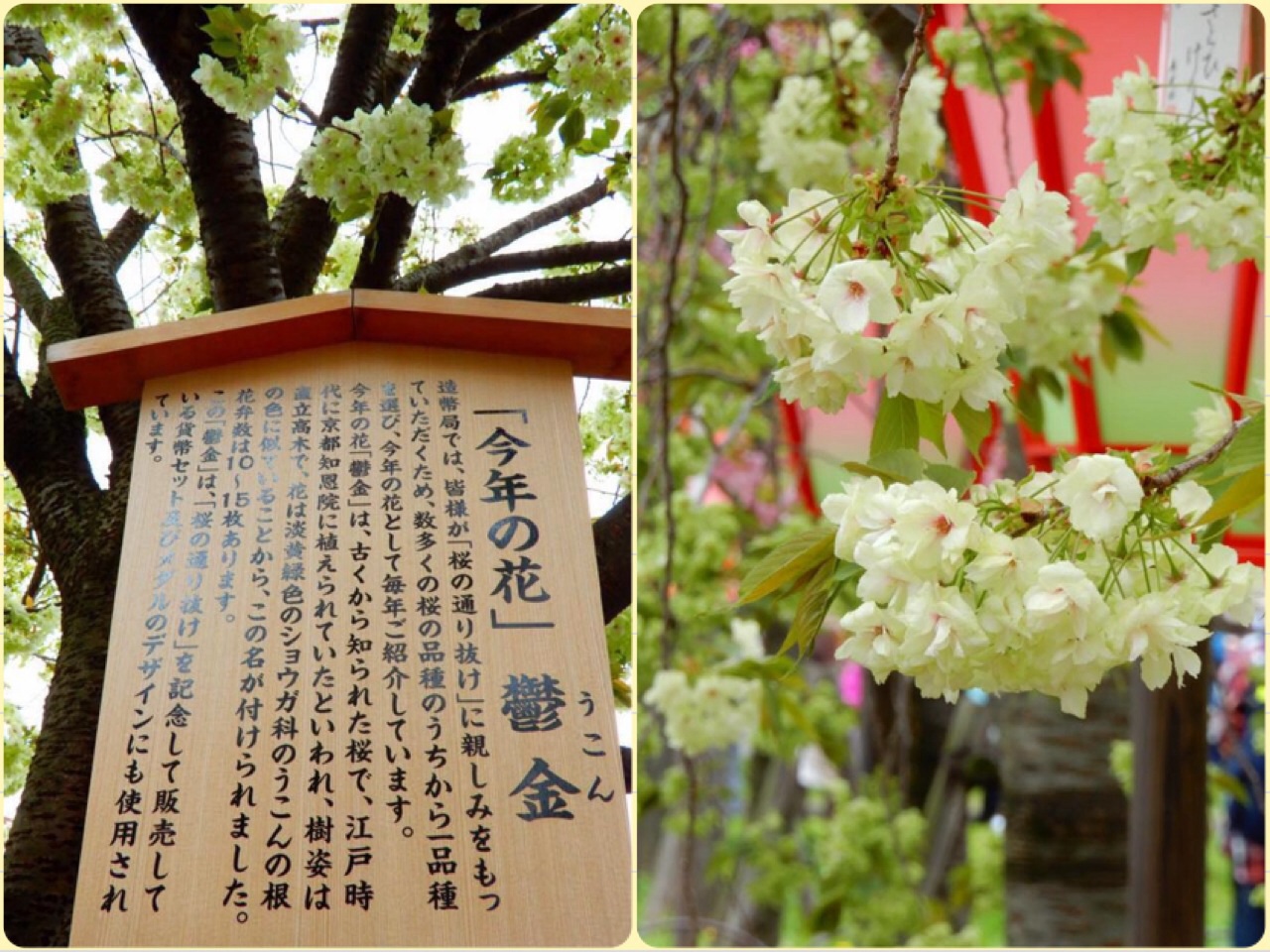造幣局 通り抜け 今年の花は 鬱金 うこん 薄ぃ黄緑色の桜に 萌え 大阪城 京橋 大阪 の旅行記 ブログ By 豚のしっぽさん フォートラベル