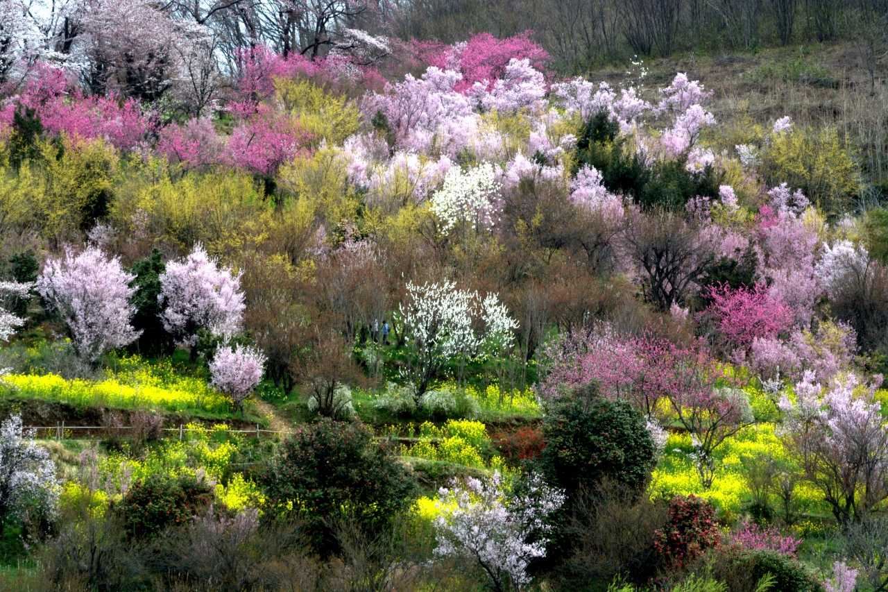 福島に桃源郷あり の花見山 飯坂温泉に宿泊 福島県の旅行記 ブログ By Tetu99samayoさん フォートラベル