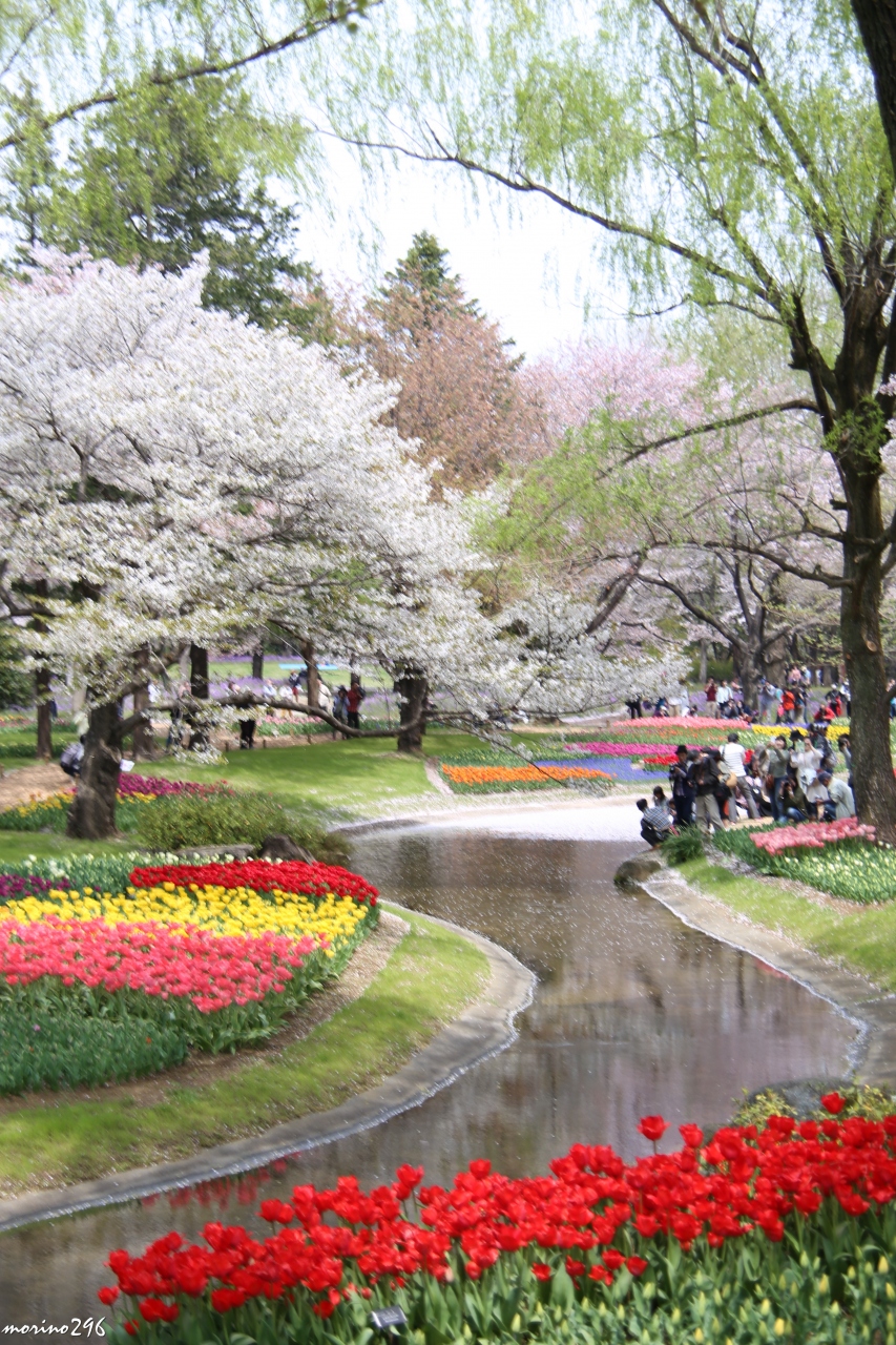 桜吹雪の中でチューリップオフ会 昭和記念公園 立川 東京 の旅行記 ブログ By Morino296さん フォートラベル