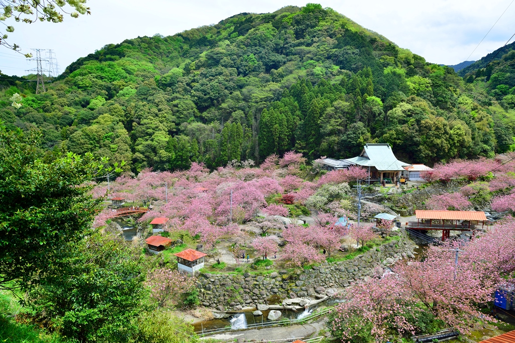 一心寺の八重桜17 大分市 大分県 の旅行記 ブログ By 気まぐれなデジカメ館さん フォートラベル