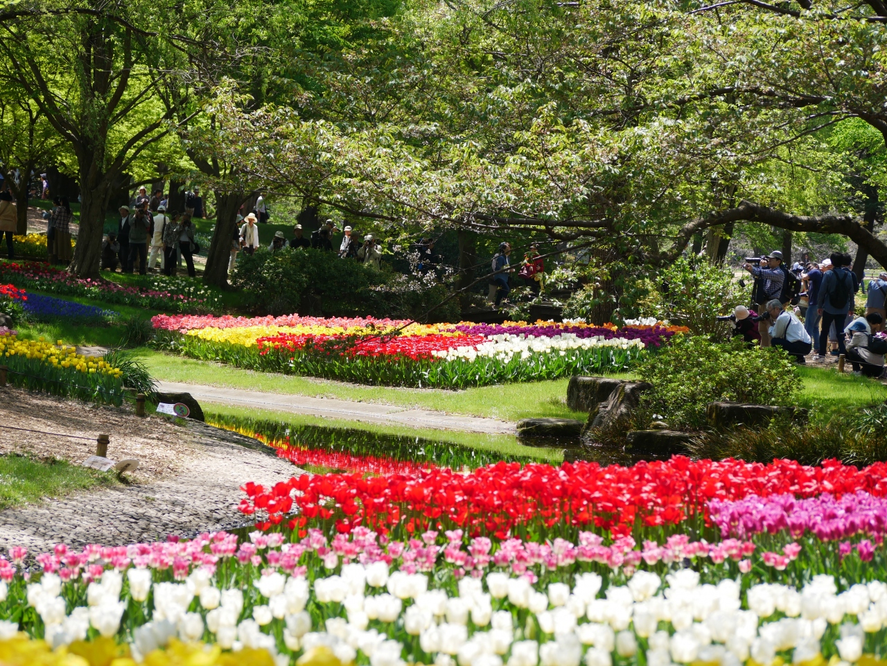 東京立川 約230種23万球のチューリップが咲き競う 昭和記念公園 を訪れて 立川 東京 の旅行記 ブログ By Sakatomoさん フォートラベル 東京立川 約230種23万球のチューリップが咲き競う 昭和記念公園 を訪れて 立川 東京 の旅行記 ブログ By Sakatomoさん フォートラベル