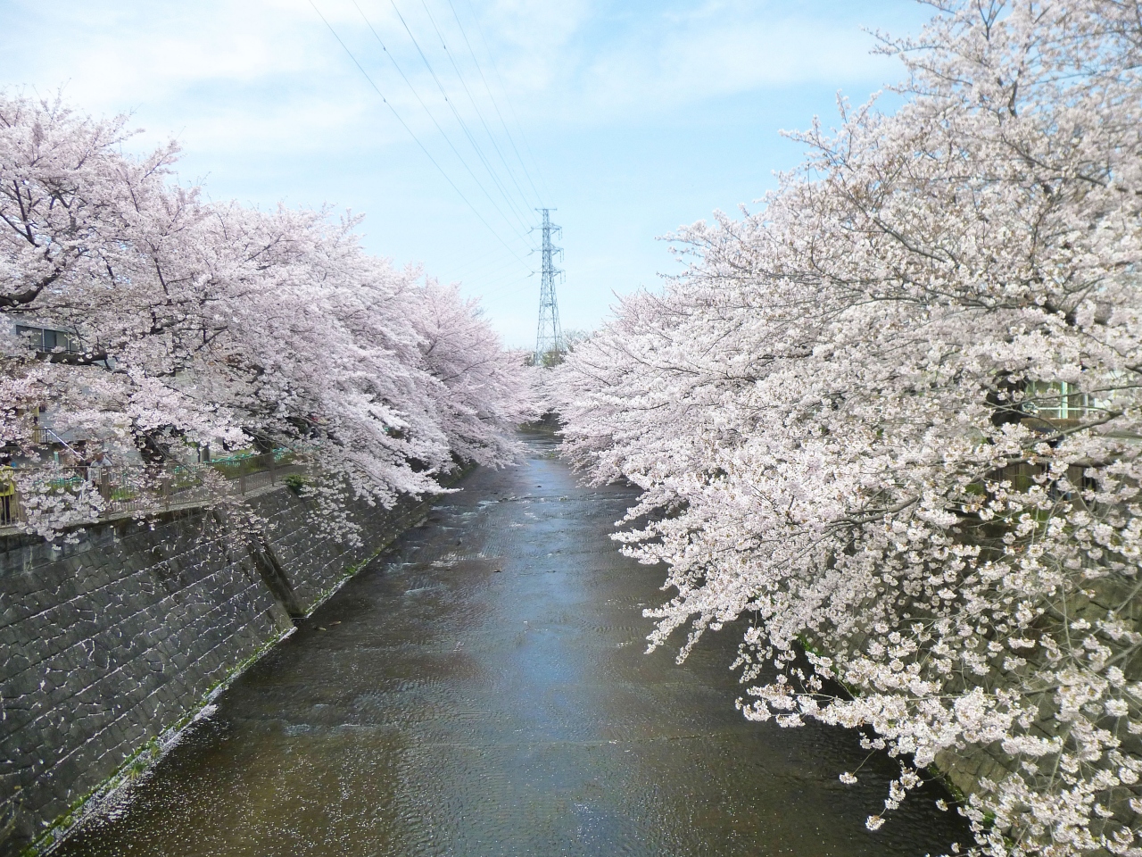 花の町田 恩田川の桜並木 町田市成瀬 町田 東京 の旅行記 ブログ By Bunbunさん フォートラベル 花の町田 恩田川の桜並木 町田市成瀬 町田 東京 の旅行記 ブログ By Bunbunさん フォートラベル
