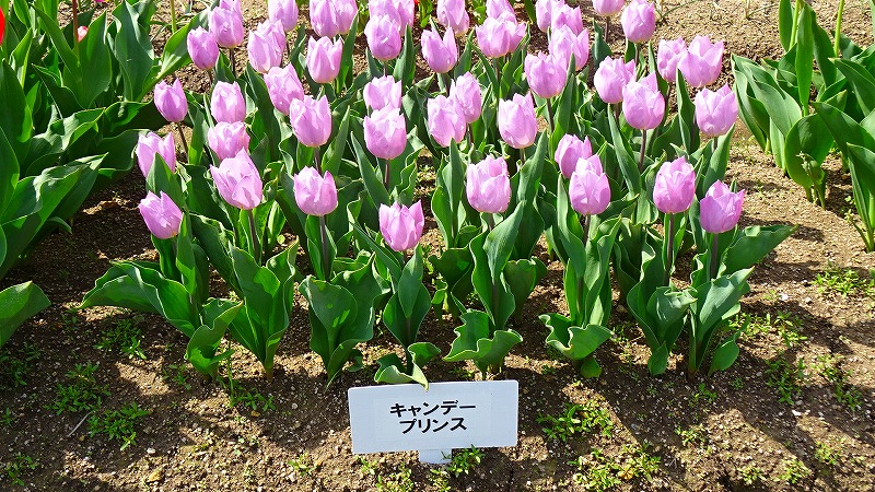 但東町チューリップ祭り日帰りの旅 3 見本園のチューリップ その1 出石 但東 兵庫県 の旅行記 ブログ By Hn11さん フォートラベル 但東町チューリップ祭り日帰りの旅 3 見本園のチューリップ その1 出石 但東 兵庫県 の旅行記 ブログ By Hn11さん フォートラベル
