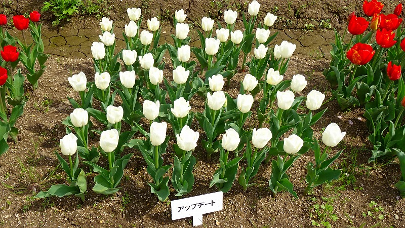 但東町チューリップ祭り日帰りの旅 ６ 見本園のチューリップ その４ 出石 但東 兵庫県 の旅行記 ブログ By Hn11さん フォートラベル