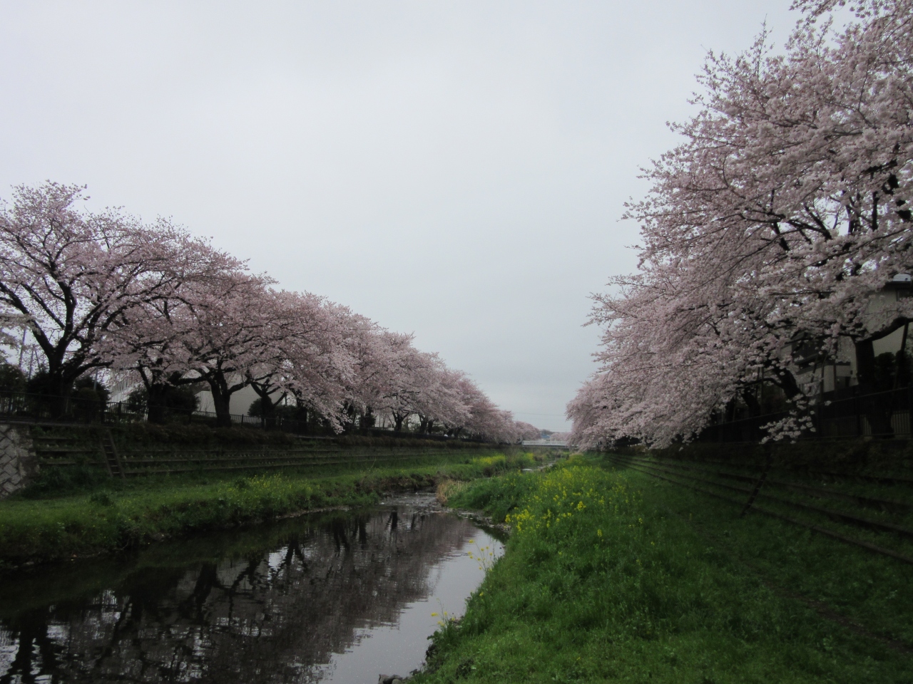 17年4月8日 桜満開の野川大沢橋から細田橋まで散策 調布農産物直売所 調布 狛江 東京 の旅行記 ブログ By Kasakayu6149さん フォートラベル
