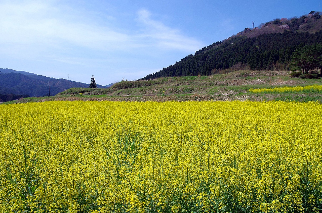 むつみ物産販売交 流施設 萩 むつみの恵 の菜の花まつりに行ってきました 萩 山口県 の旅行記 ブログ By 風待人さん フォートラベル むつみ物産販売交 流施設 萩 むつみの恵 の菜の花まつりに行ってきました 萩 山口県 の旅行記 ブログ By 風待人さん フォートラベル