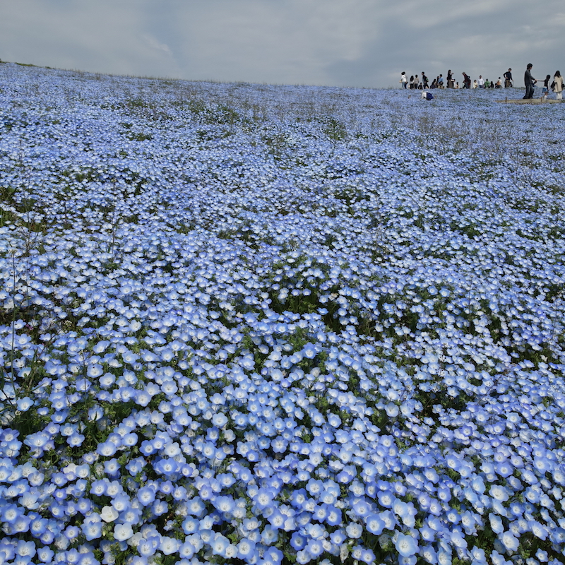 念願のネモフィラの花畑と筑波山 ひたちなか 茨城県 の旅行記 ブログ By Yuriさん フォートラベル