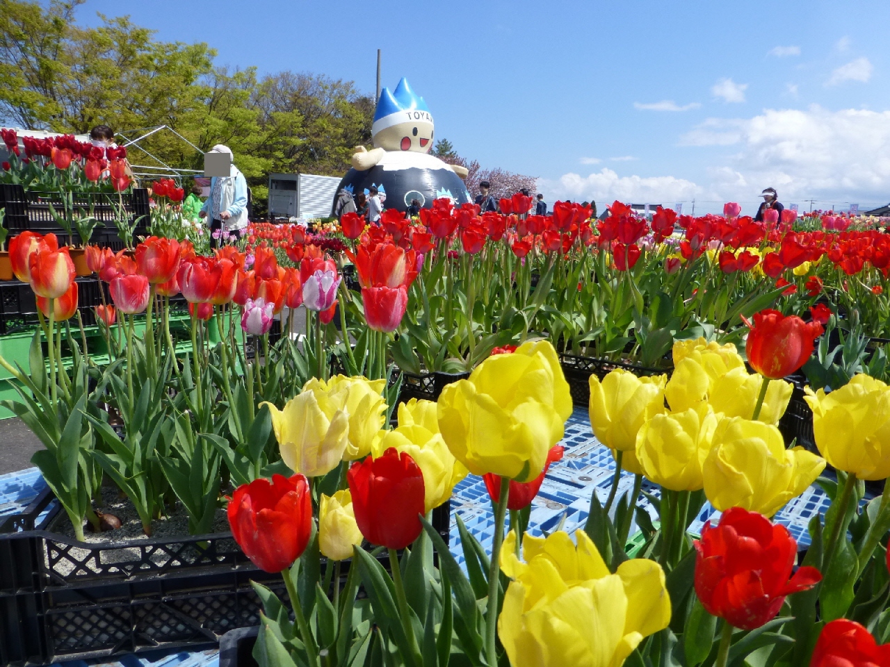 またまた 行ってきました チューリップ 富山 入善 とヒスイ探し 新潟 糸魚川 御朱印 富山県の旅行記 ブログ By Yamayamaさん フォートラベル またまた 行ってきました チューリップ 富山 入善 とヒスイ探し 新潟 糸魚川 御朱印 富山県の旅行記 ブログ By Yamayamaさん フォートラベル