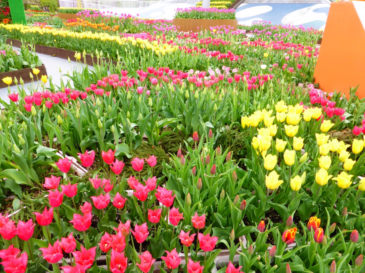 春の北陸 花と列車と海の景色を楽しむ旅 1日目 となみチューリップフェア ラッピング列車 砺波 富山県 の旅行記 ブログ By Milkさん フォートラベル