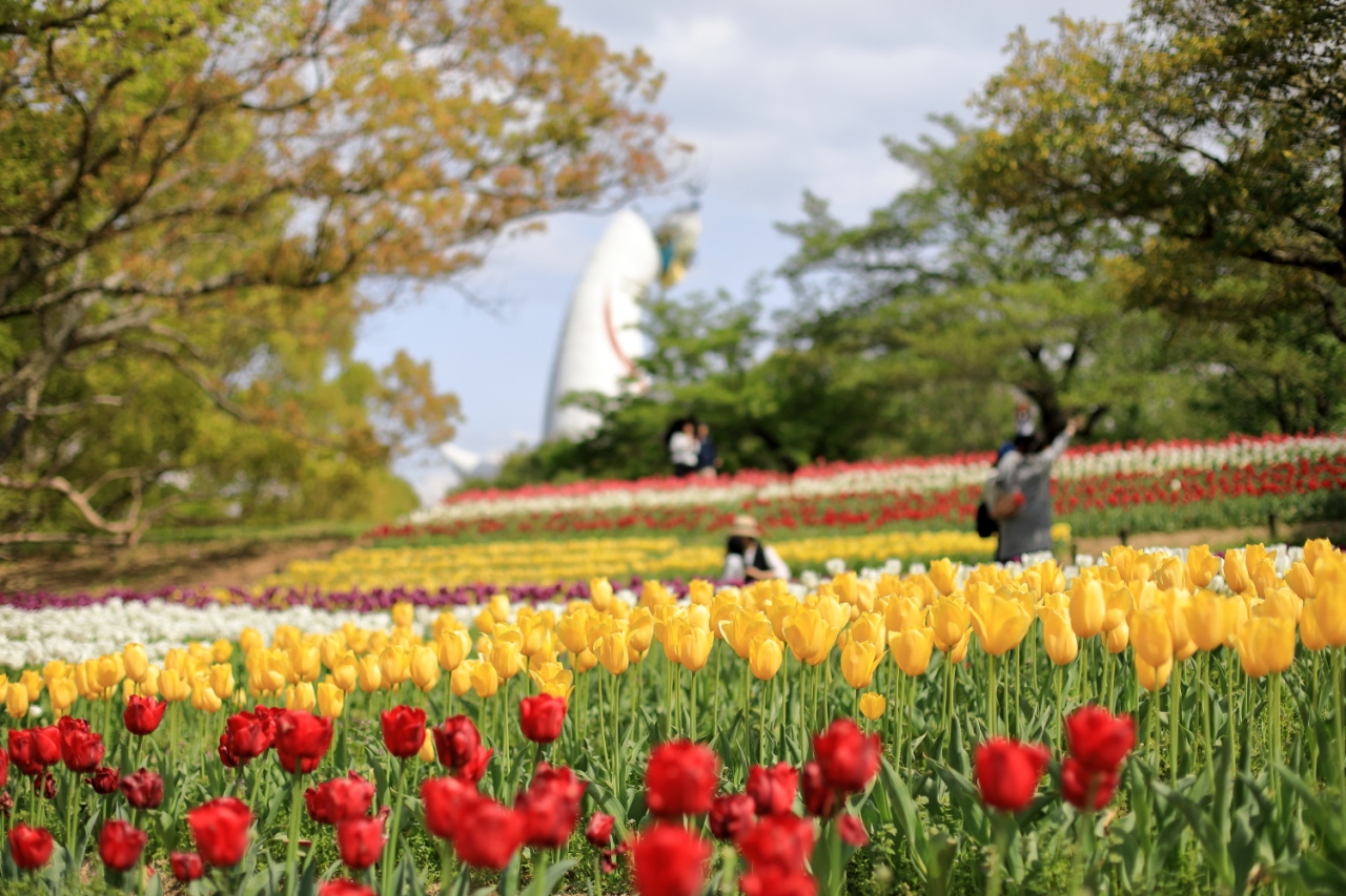 万博記念公園のチューリップ 吹田 万博公園 大阪 の旅行記 ブログ By 人見知りのサンタさん フォートラベル