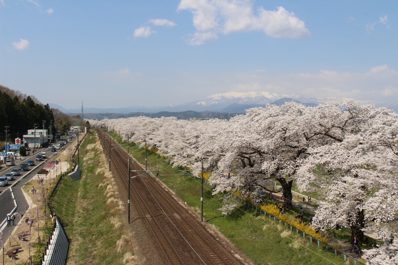 まさに桃源郷 福島花見山公園と圧巻の桜並木 白石川堤一目千本桜の旅 福島県の旅行記 ブログ By 天空の城さん フォートラベル