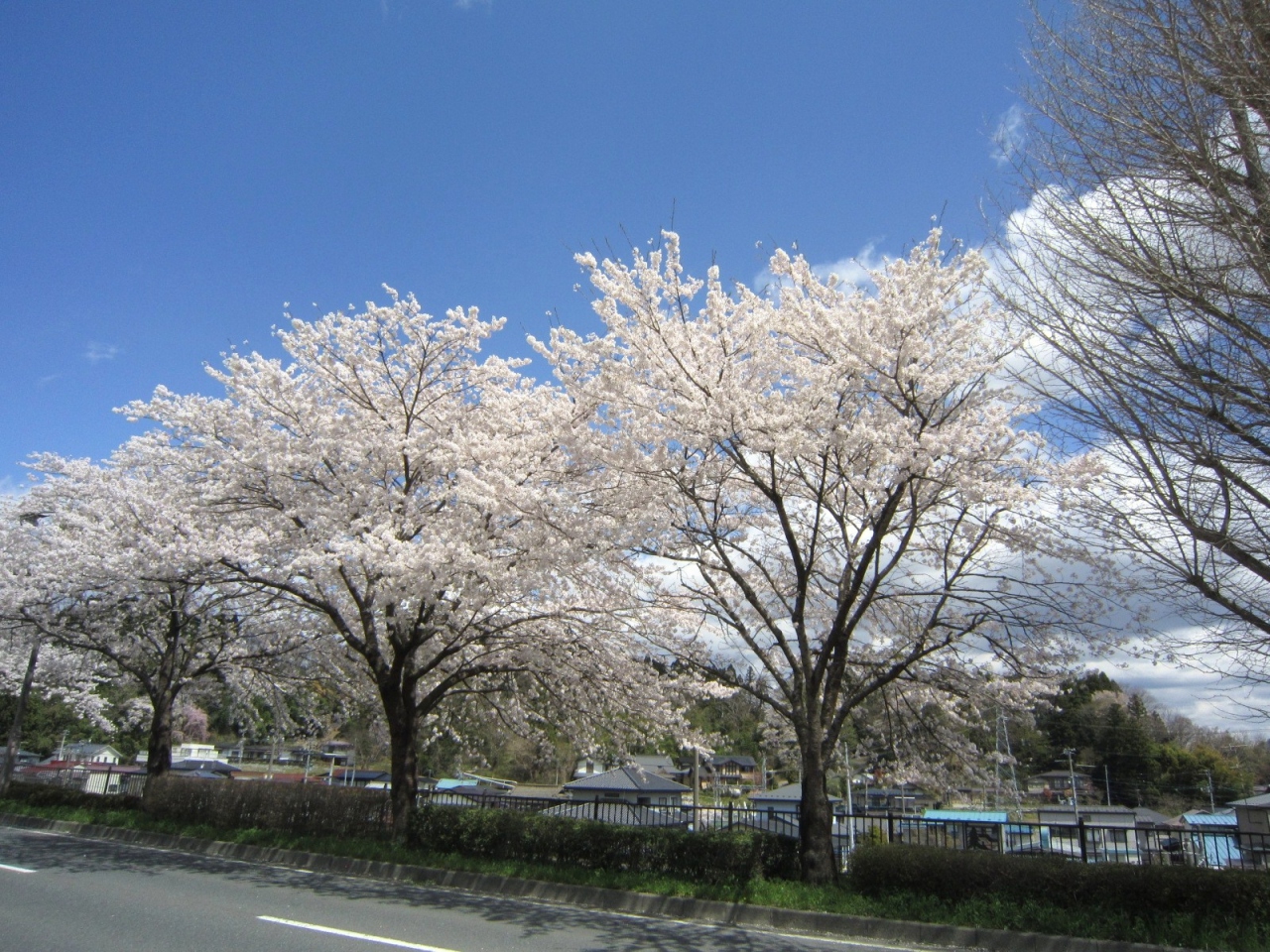 17 桜旅 3日目 平泉 毛越寺 中尊寺 桜めぐり 平泉 岩手県 の旅行記 ブログ By ロビンさん フォートラベル