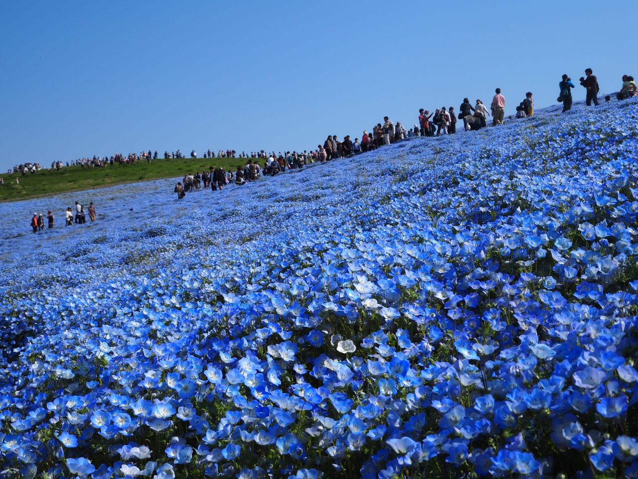 神秘のブルーに包まれたネモフィラの花畑 ひたちなかの大きな空 彡 ひたちなか 茨城県 の旅行記 ブログ By どりーまーさん フォートラベル