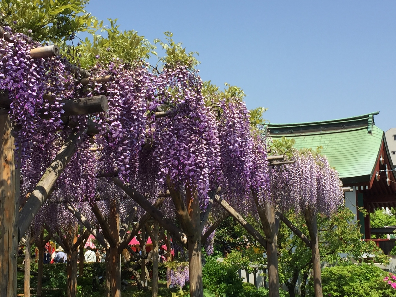 亀戸天神 藤の花 ２０１７ 亀戸 東京 の旅行記 ブログ By Hiro Byonさん フォートラベル