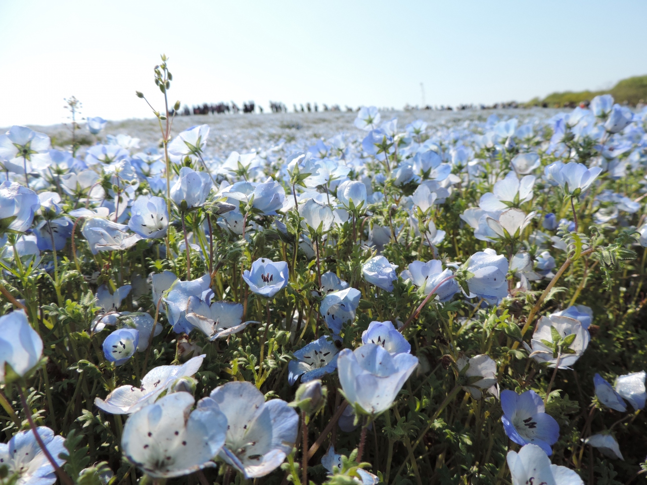 季節の花を求めて ネモフィラ ひたちなか 茨城県 の旅行記 ブログ By くろねこだりゅんさん フォートラベル