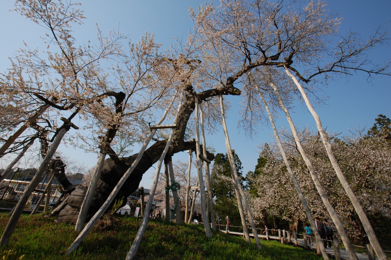 山形で桜巡り 白鷹の釜ノ越桜 薬師桜と伊佐沢の久保桜 長井 山形県 の旅行記 ブログ By Yama555さん フォートラベル