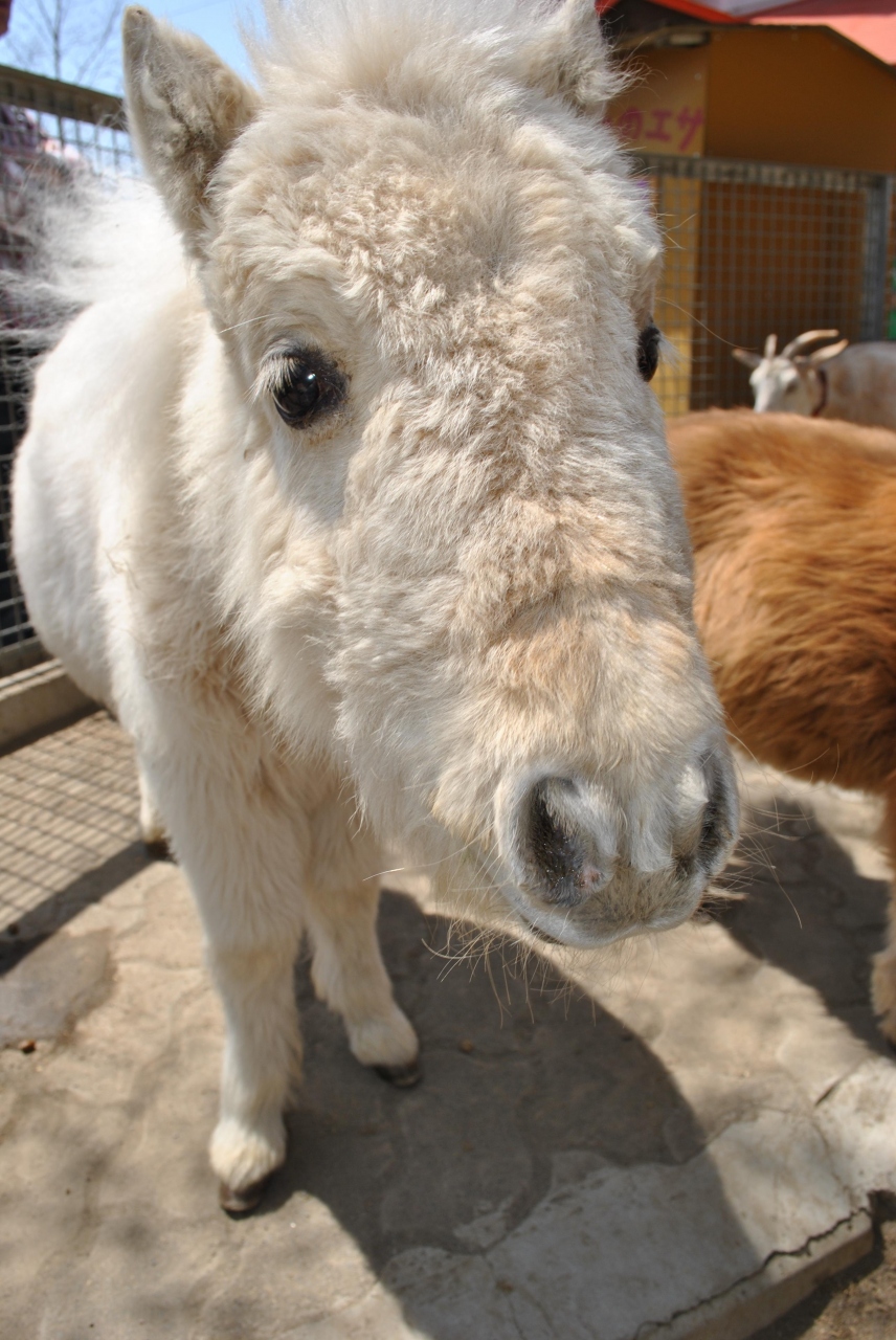 ミニチュアホースに会いに行く 嬬恋 北軽井沢 群馬県 の旅行記 ブログ By Avocaさん フォートラベル