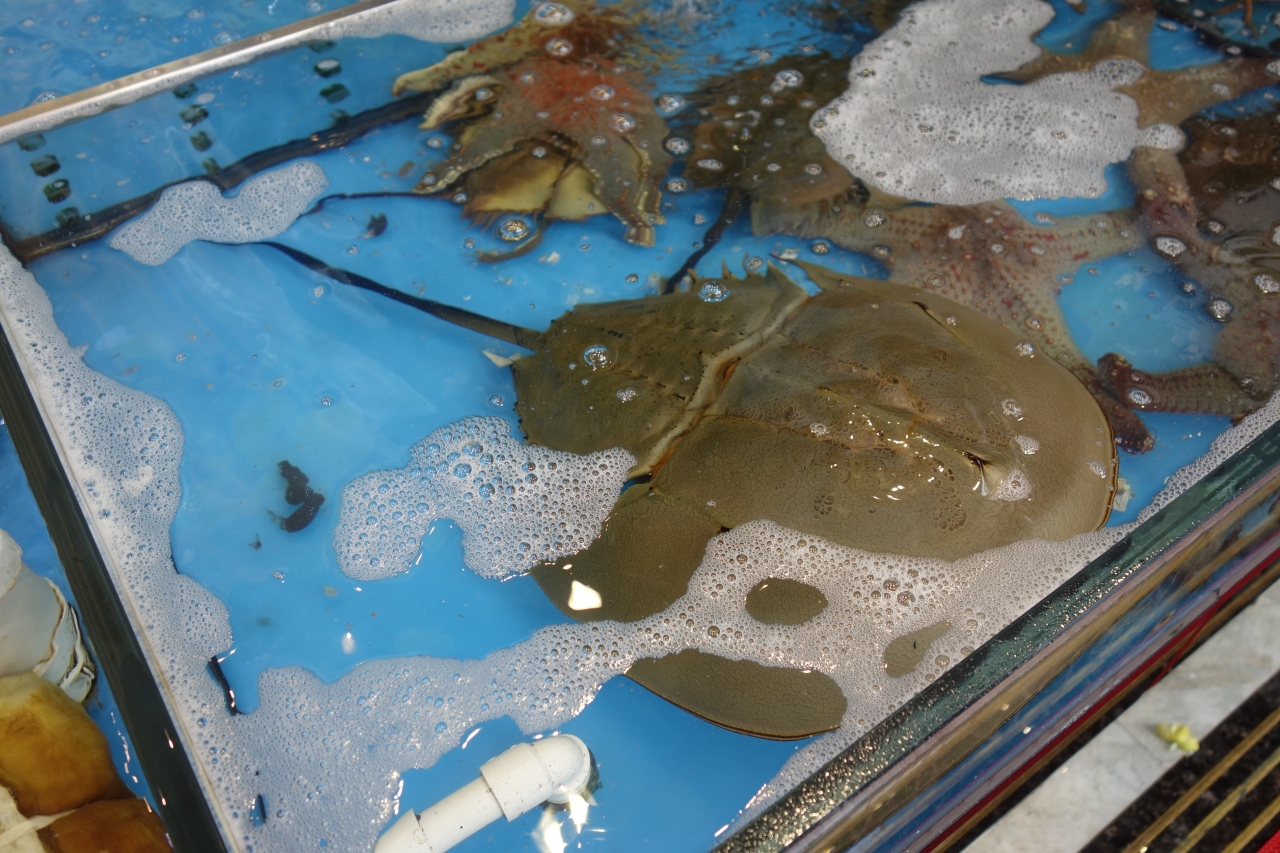 駐在のついでに その18 香港の 鯉魚門 Lei Yue Mun の海鮮街は ちょっとした水族館 香港 香港 の旅行記 ブログ By 旅熊 Kokazさん フォートラベル 駐在のついでに その18 香港の 鯉魚門 Lei Yue Mun の海鮮街は ちょっとした水族館 香港 香港 の旅行記 ブログ By 旅熊 Kokazさん フォートラベル