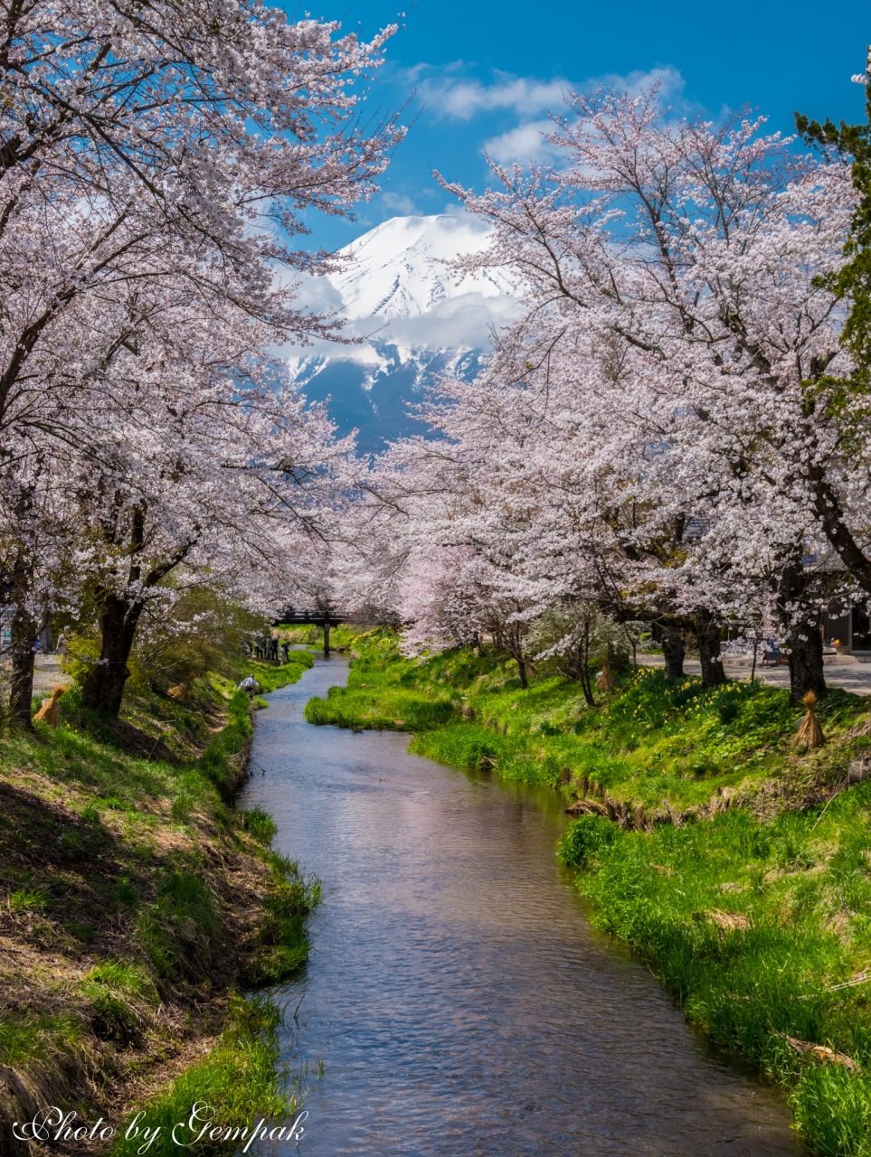 17年山中湖ロッジ滞在記 1 忍野村新名庄川の桜並木 忍野 山梨県 の旅行記 ブログ By 玄白さん フォートラベル 17年山中湖ロッジ滞在記 1 忍野村新名庄川の桜並木 忍野 山梨県 の旅行記 ブログ By 玄白さん フォートラベル