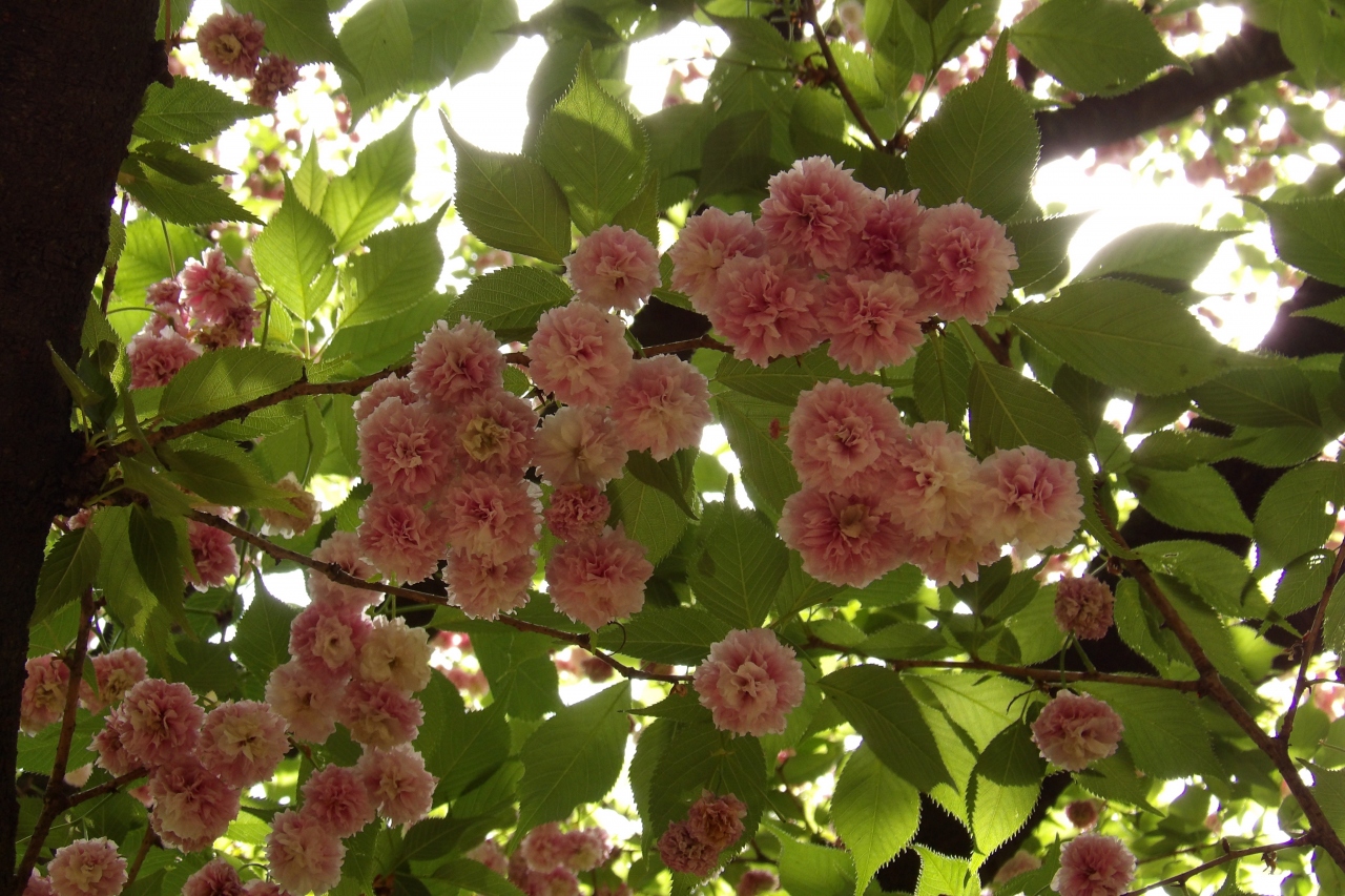 東博の兼六園菊桜 上野 御徒町 東京 の旅行記 ブログ By ドクターキムルさん フォートラベル 東博の兼六園菊桜 上野 御徒町 東京 の旅行記 ブログ By ドクターキムルさん フォートラベル