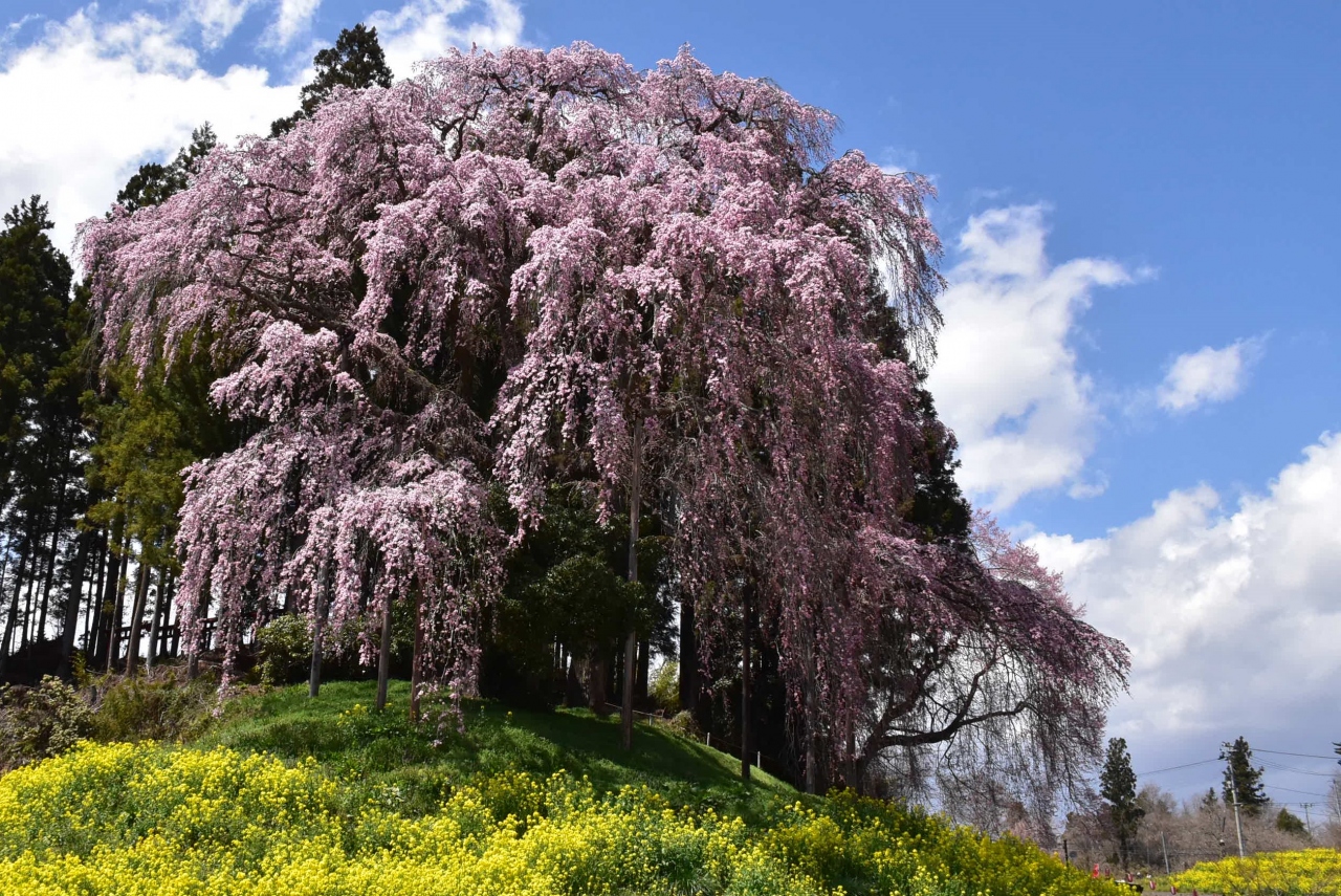 豪快に彩る 合戦場のしだれ桜 17 福島 二本松 福島県 の旅行記 ブログ By かっちんさん フォートラベル