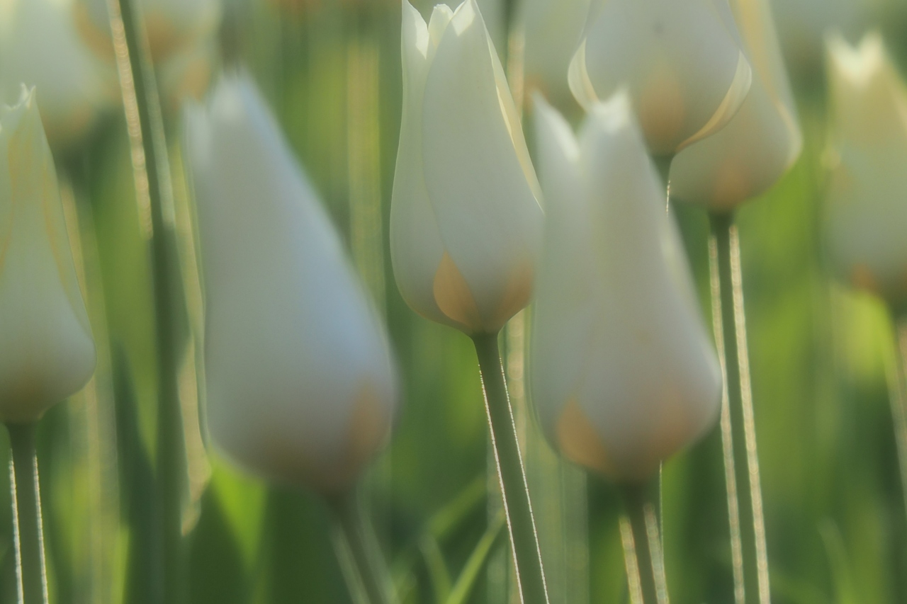 冬から春へ 光を纏った花たちの詩 横浜 神奈川県 の旅行記 ブログ By ネコパンチさん フォートラベル