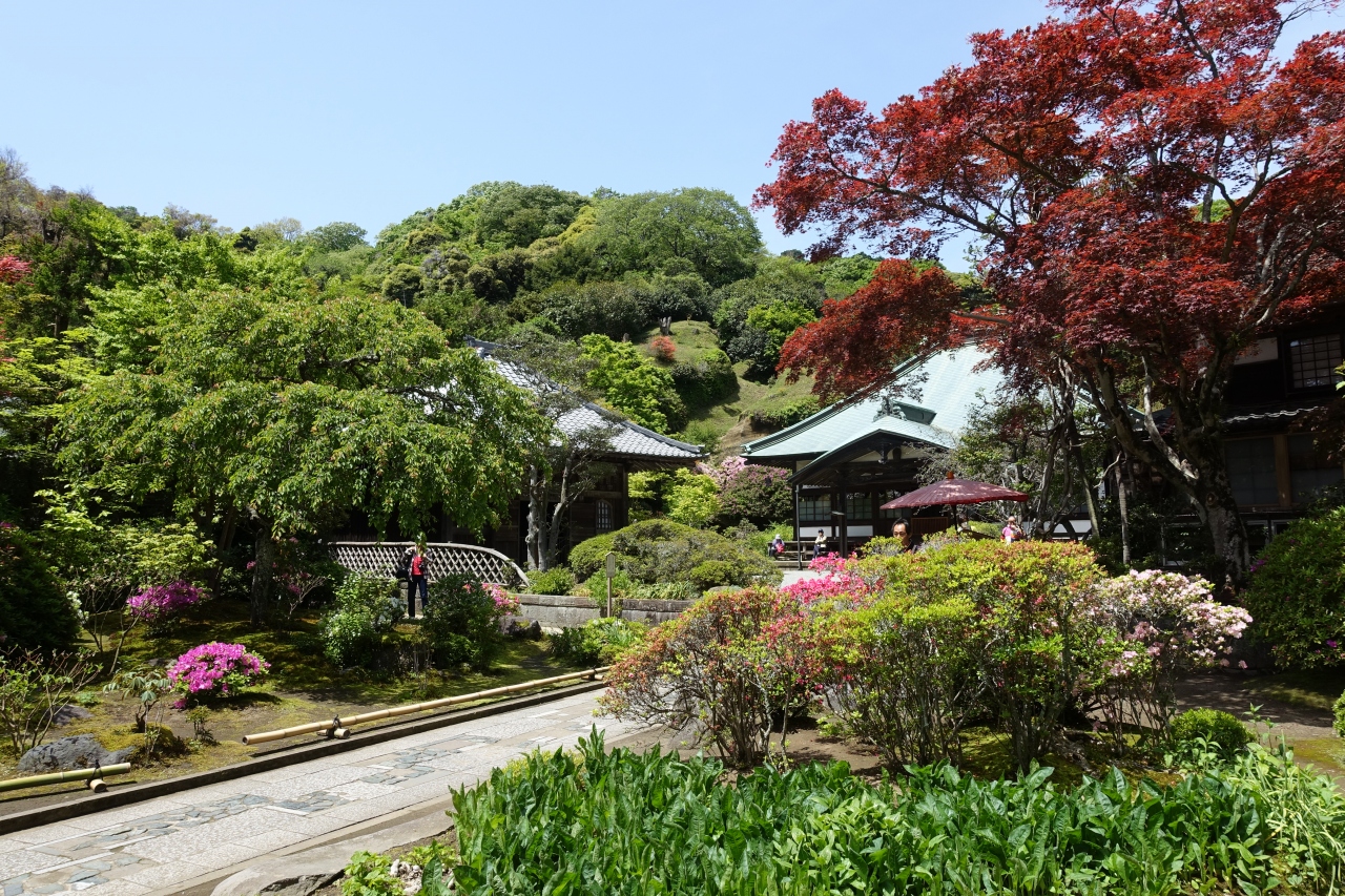 鎌倉のつつじ巡り 鎌倉 神奈川県 の旅行記 ブログ By ムーミン3さん フォートラベル 鎌倉のつつじ巡り 鎌倉 神奈川県 の旅行記 ブログ By ムーミン3さん フォートラベル