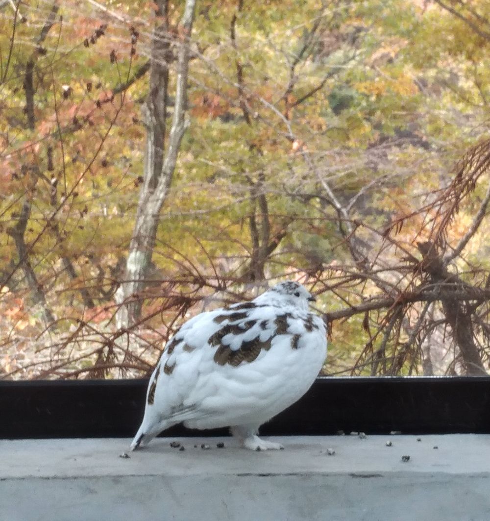 雷鳥 国営アルプスあづみの公園堀金 穂高 アートヒルズミュージアム 神竹灯 穂高 安曇野 長野県 の旅行記 ブログ By Hideyuki53さん フォートラベル