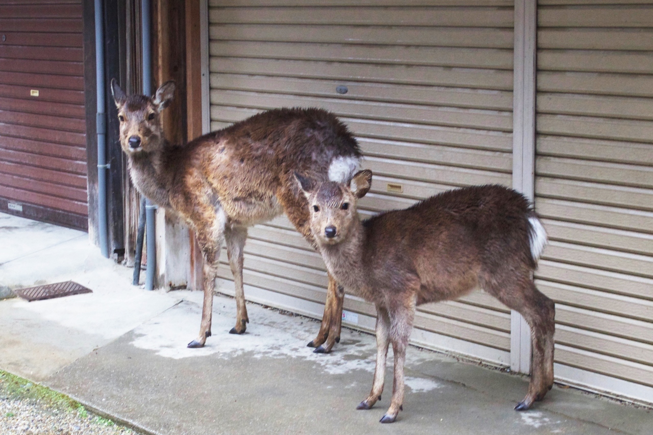 雨の奈良公園 鹿さんたちも雨宿り 奈良市 奈良県 の旅行記 ブログ By 海さん フォートラベル
