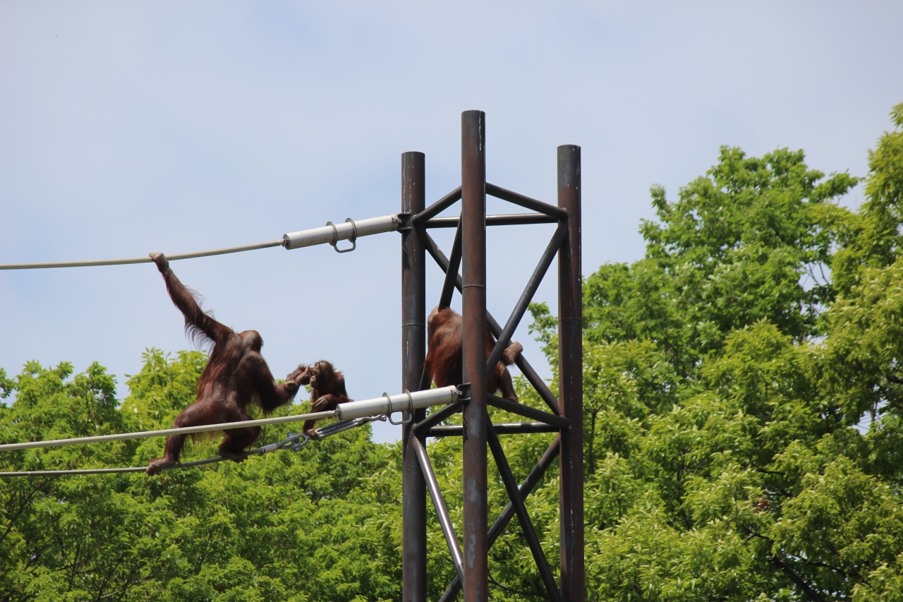 Gwは近場でgo 多摩動物公園と高幡不動 日野 昭島 東京 の旅行記 ブログ By Suzunoさん フォートラベル