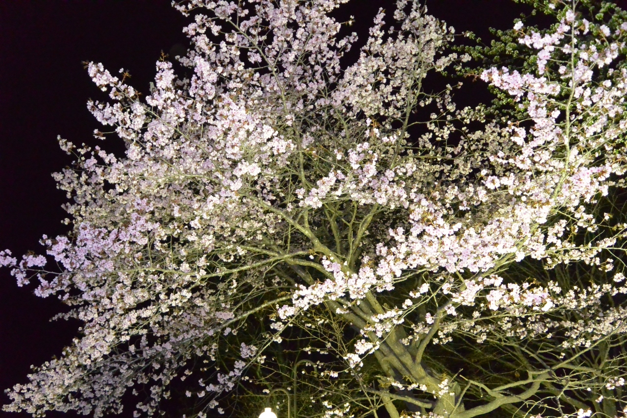 十勝の鈴蘭公園の桜 昼と夜 新得 芽室 士幌 北海道 の旅行記 ブログ By ともさん フォートラベル