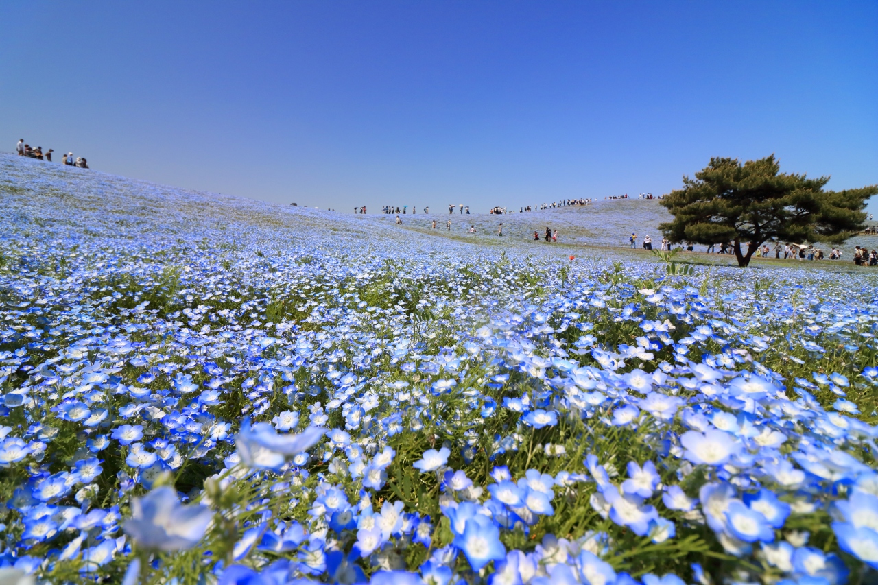 買い物ついでにネモフィラを ひたちなか 茨城県 の旅行記 ブログ By ゆういちろうさん フォートラベル