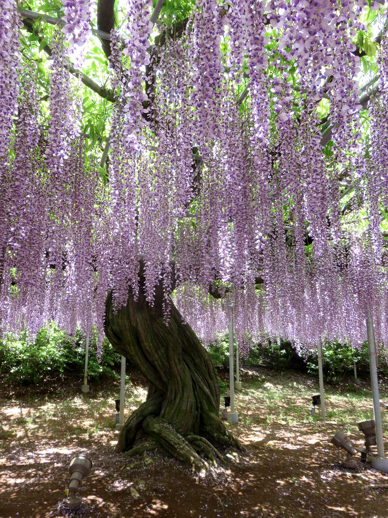 団塊夫婦の欲張りな花巡りドライブー ３ 予想以上に見事だった藤棚 足利フラワーパーク 足利 栃木県 の旅行記 ブログ By Miharashiさん フォートラベル