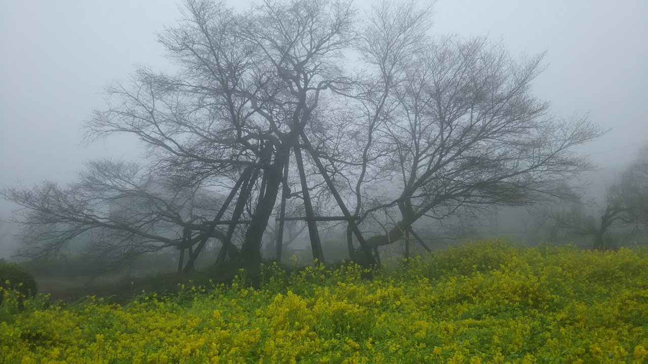 霧と雨に包まれて 狩宿の下馬桜 富士宮 静岡県 の旅行記 ブログ By マリオットさん フォートラベル