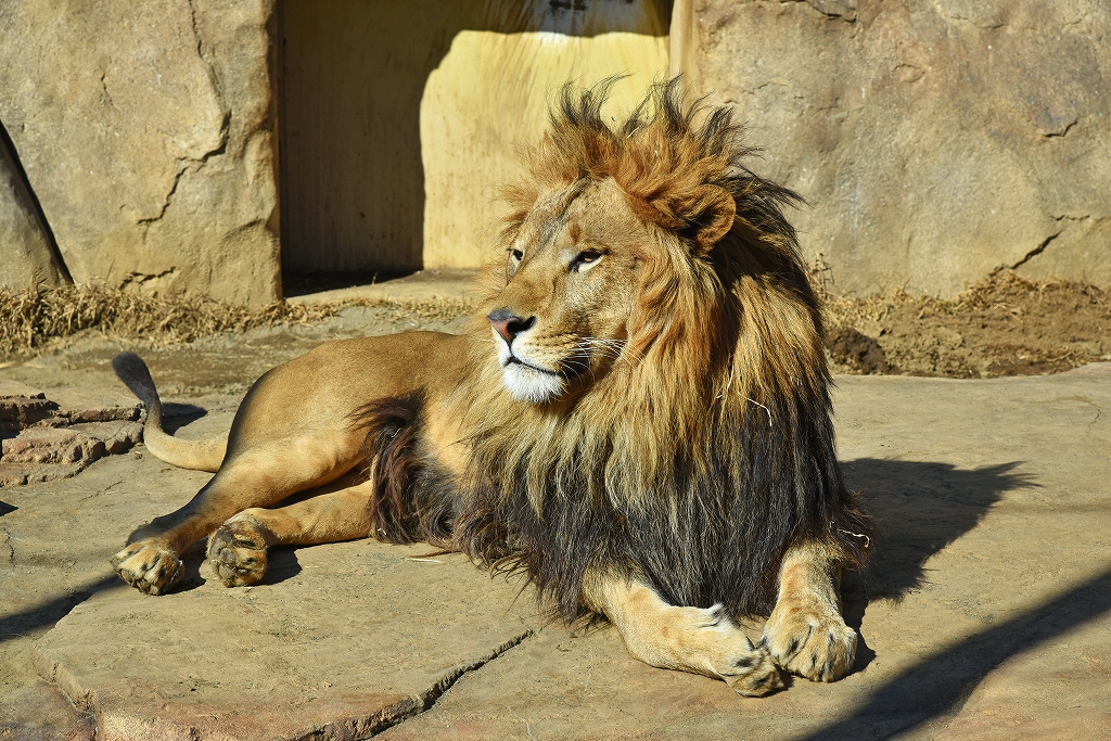 ぶらっと千葉市動物公園へ 千葉市 千葉県 の旅行記 ブログ By ダイスケitさん フォートラベル